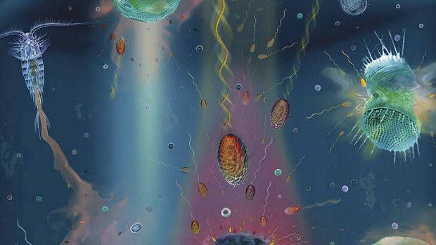 PHOTO μ-scale: a visualization of micron-scale interactions between microorganisms (image by Stocker lab)